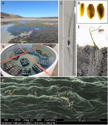 The root of influence: root-associated bacterial communities alter resource allocation in seagrass seedlings